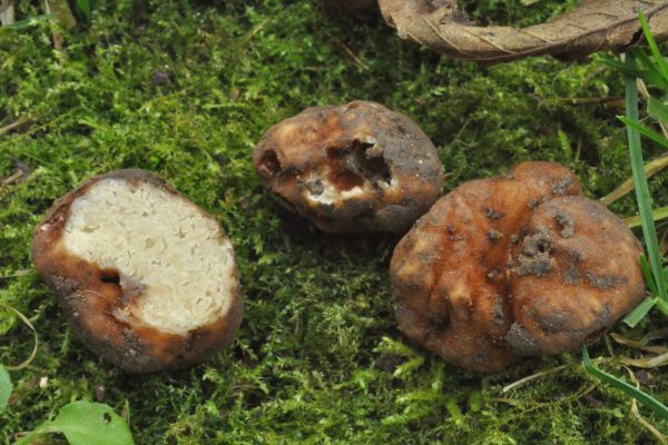 Balsamia vulgaris
