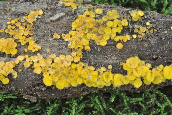 Bisporella citrina 1