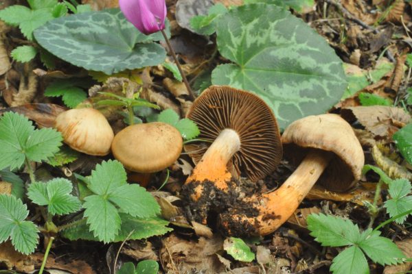 Cortinarius bulliardii (pers. Fr.) Fr.
