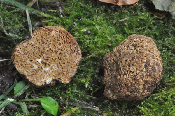 Gautieria morchelliformis 1