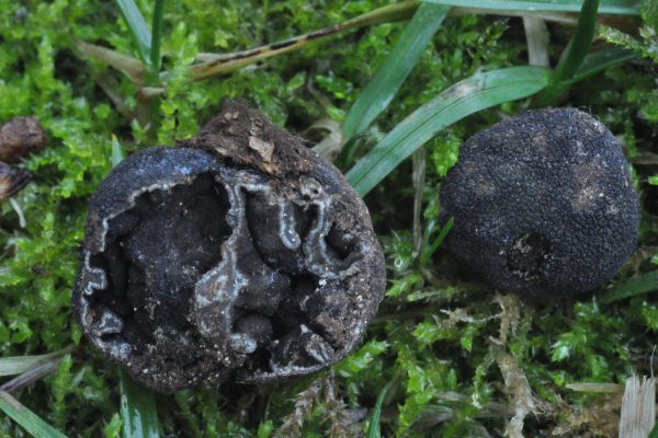 Genea sphaerica
