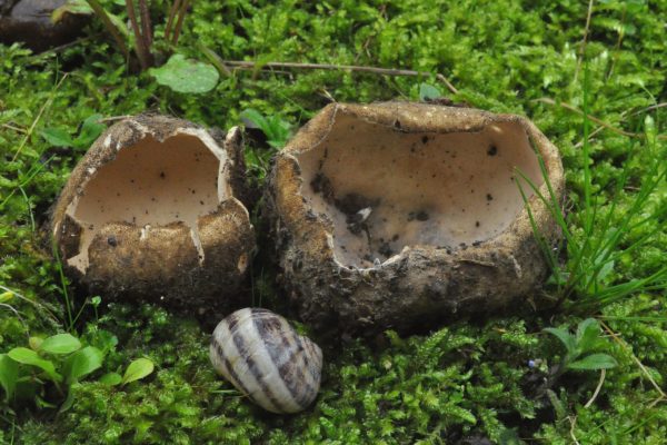 Geopora sumneriana