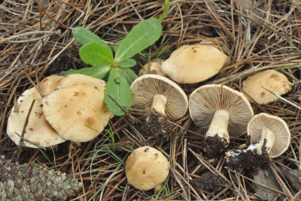 Hebeloma laterinum 180324 3