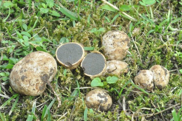 Hysterangium stoloniferum 070619 1