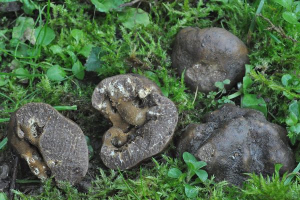 Tuber excavatum 281118 1