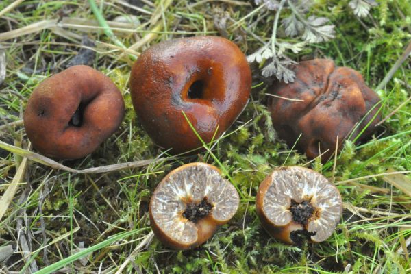 Tuber fulgens