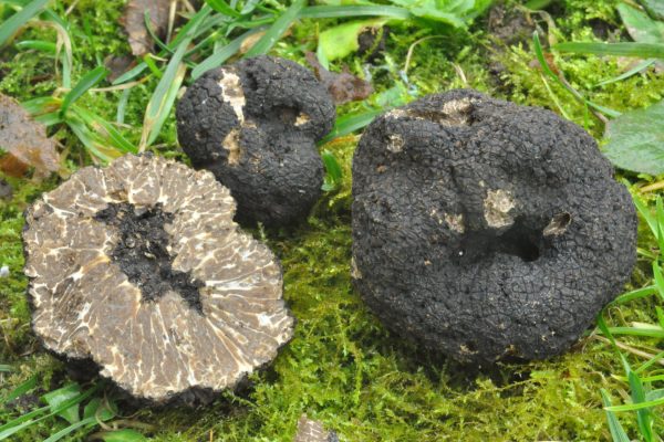 Tuber mesentericum