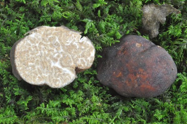 Tuber rufum f.ferrugineum
