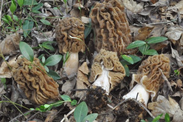 Verpa bohemica (Krombh.)Schroter =Pticoverpa bohemica(Kromh.)Boud.